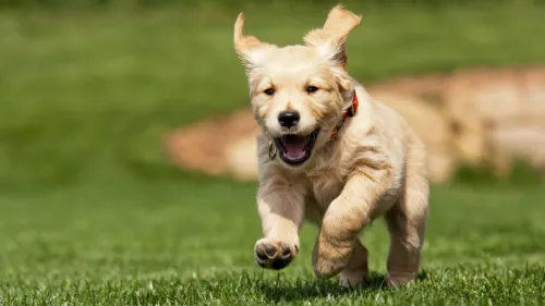 veelvoorkomende gedragsproblemen retriever
