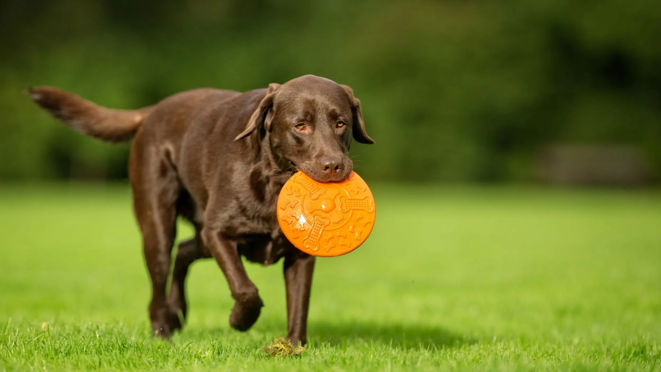 labrador gedragsproblemen