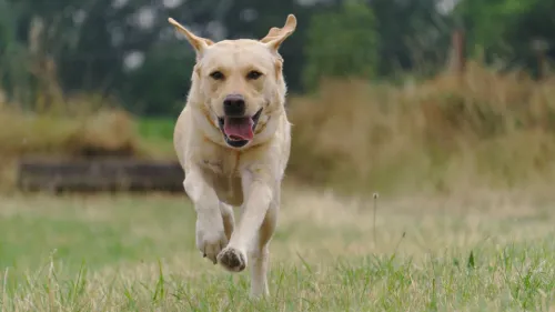 labrador gedrag