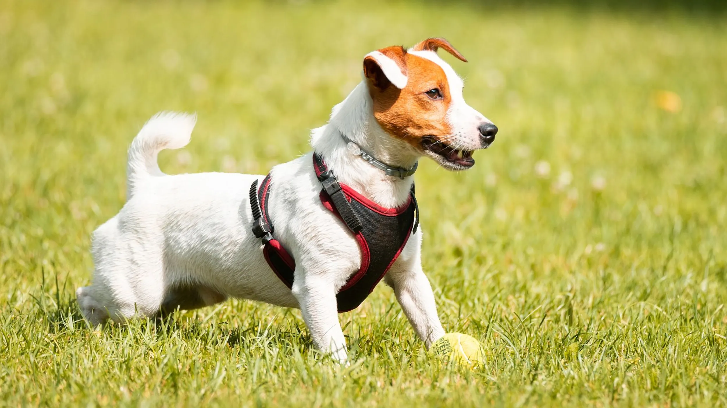 jack russel terriër