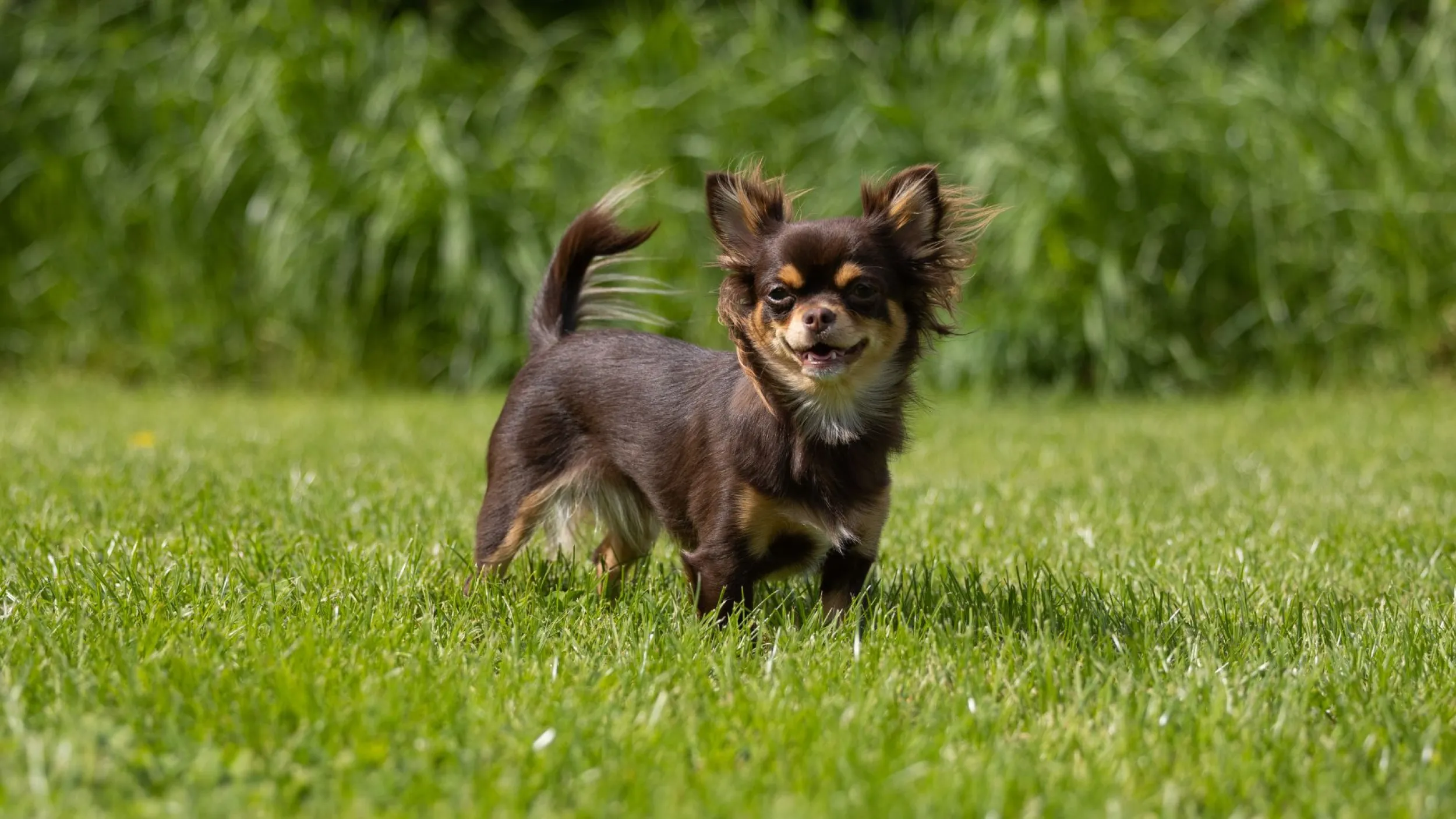 gedragstherapie chihuahua