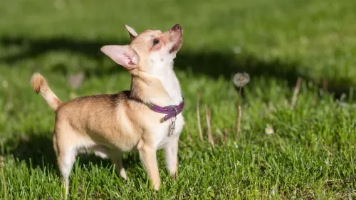 Chihuahua gedragsdeskundige