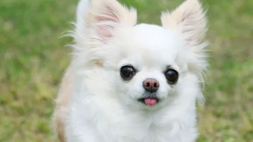 gedragsproblemen Chihuahua