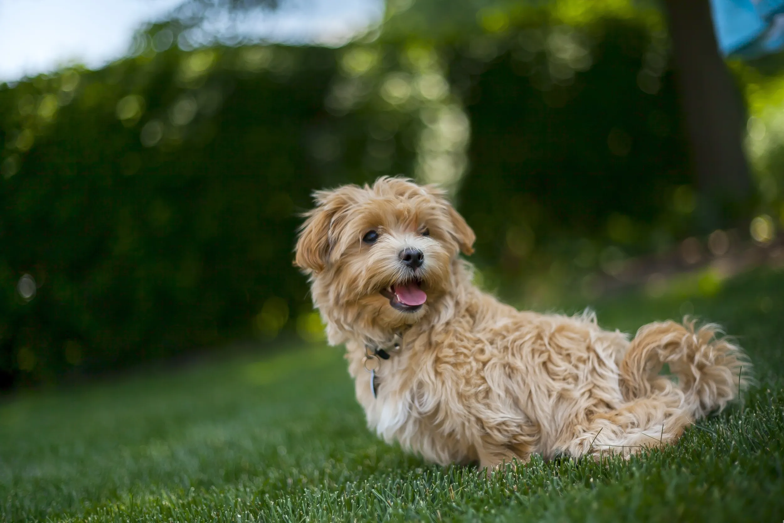 Maltipoo gedragsproblemen