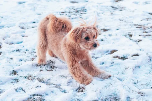 Maltipoo gedragsproblemen(2)