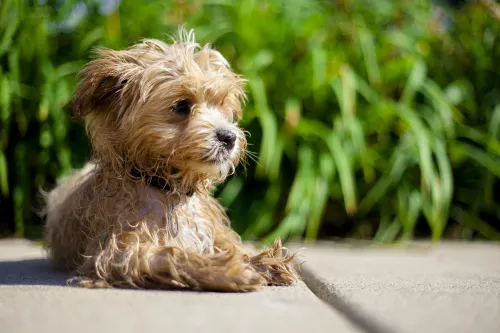 maltipoo-gedragsproblemen (3)