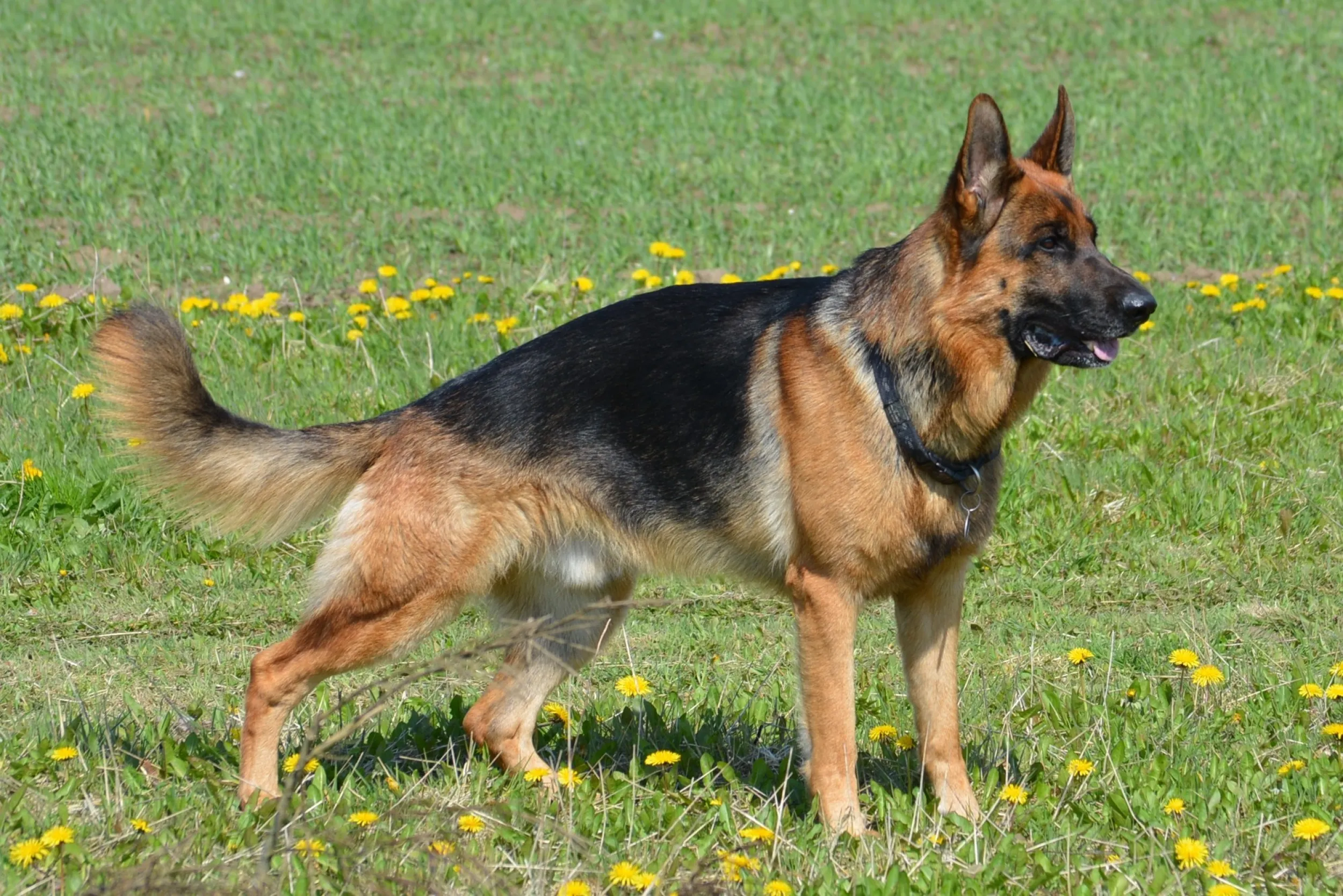 herder gras