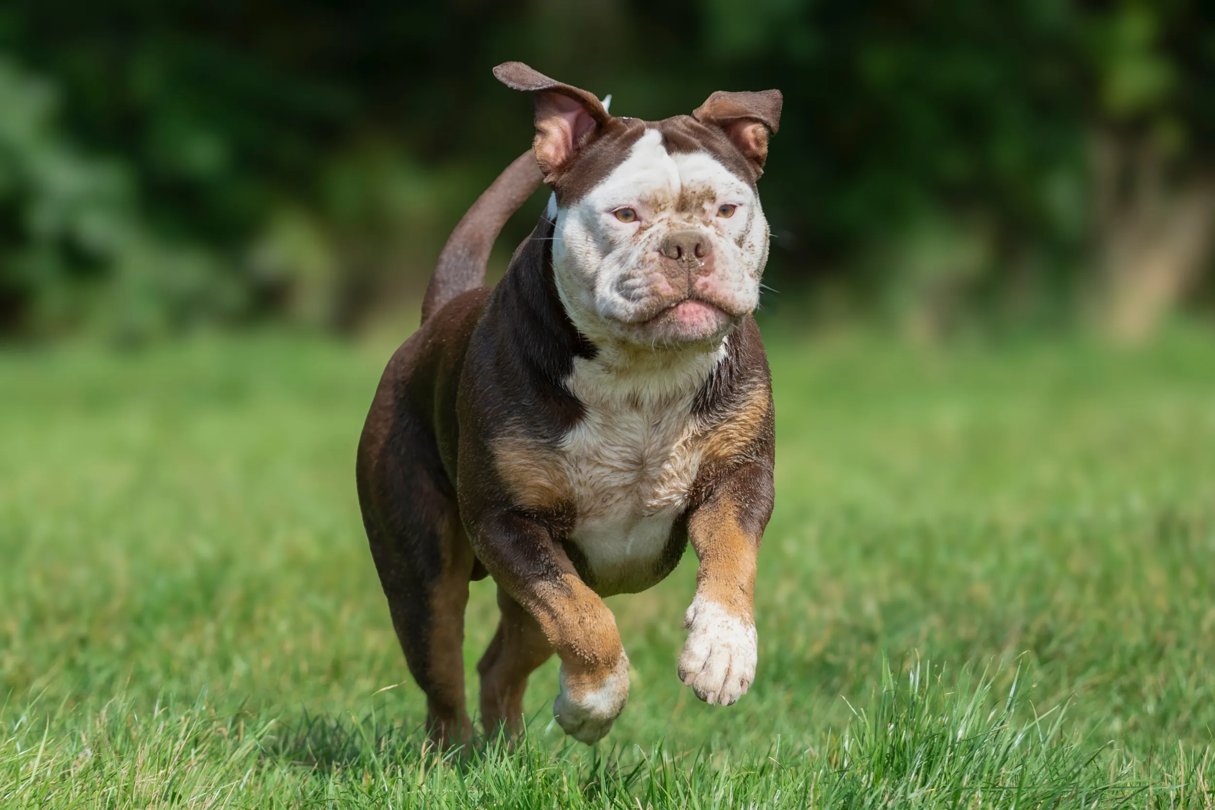 bulldog hondencoach