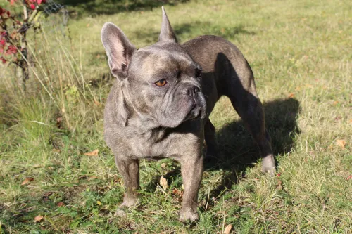 bulldog gedragstherapie