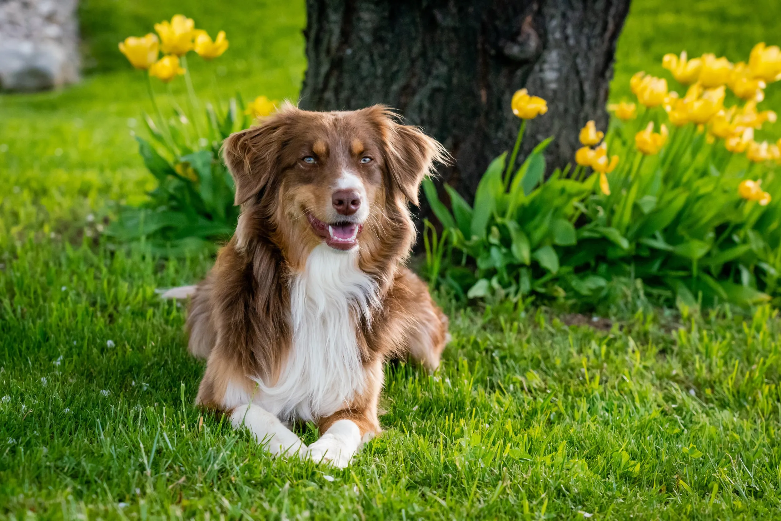 australian shepherd gedragstrainer