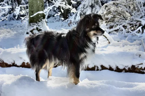 australianshepherd coach