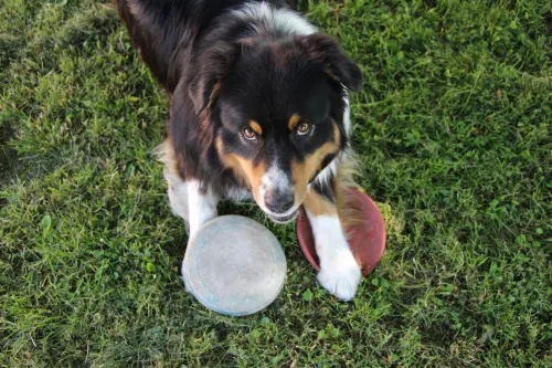 gedragsproblemen australian shepherd