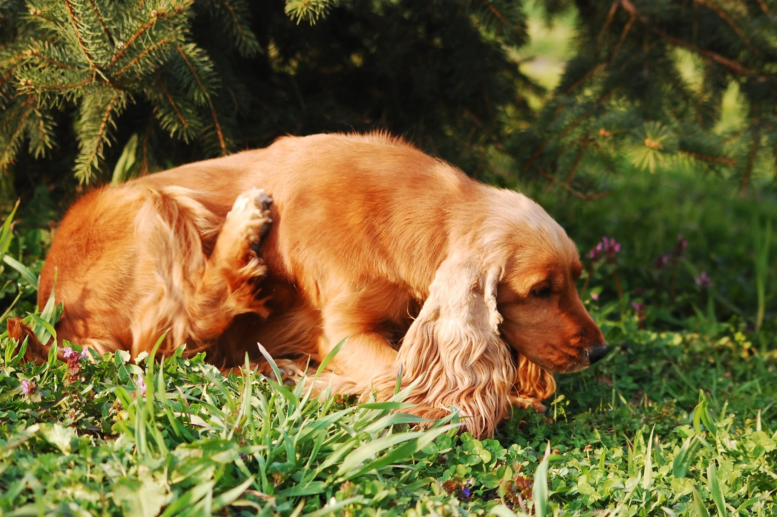 spaniel hondentrainer