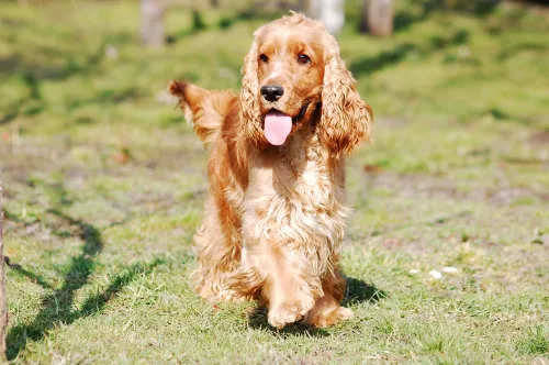 hondencoach spaniel