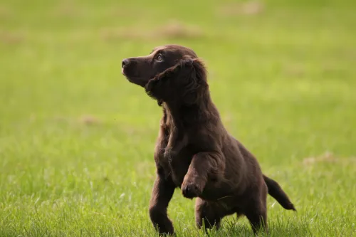 spaniel hondentrainer
