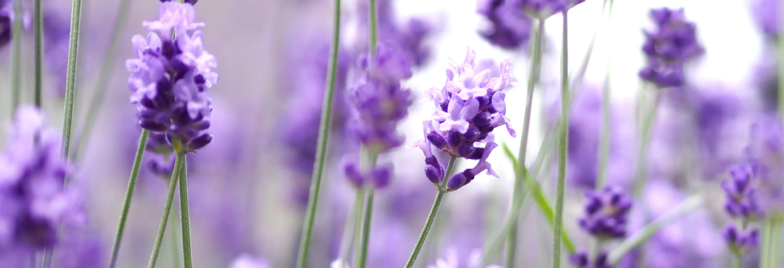 Portfolio van Deursen 