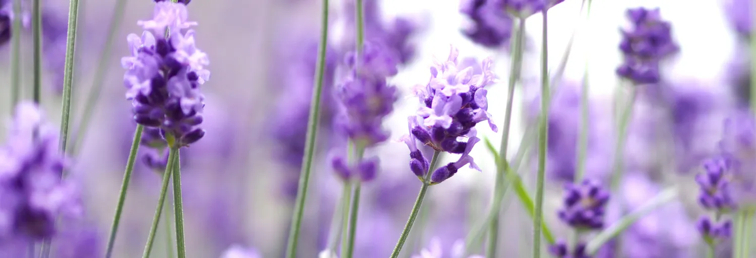 Van Deursen Uitvaartverzorging