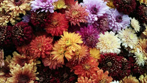 De symbolische betekenis van bloemen
