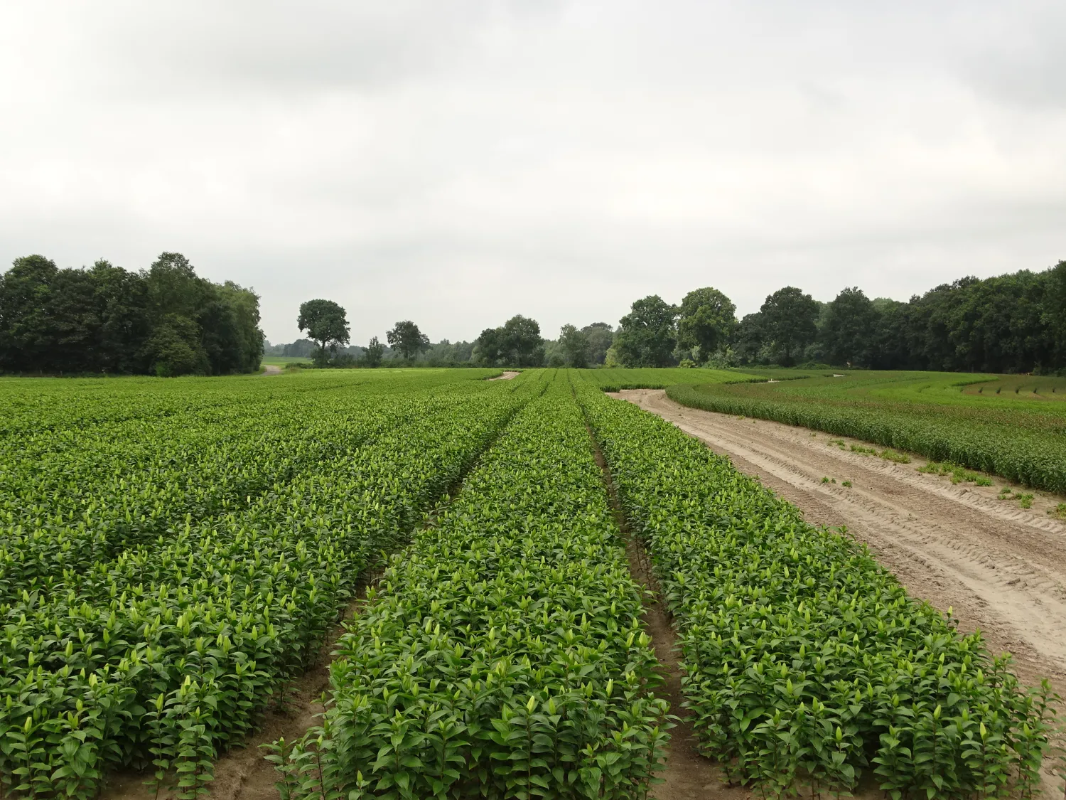 Bloembollen en akkerbouwgewassen