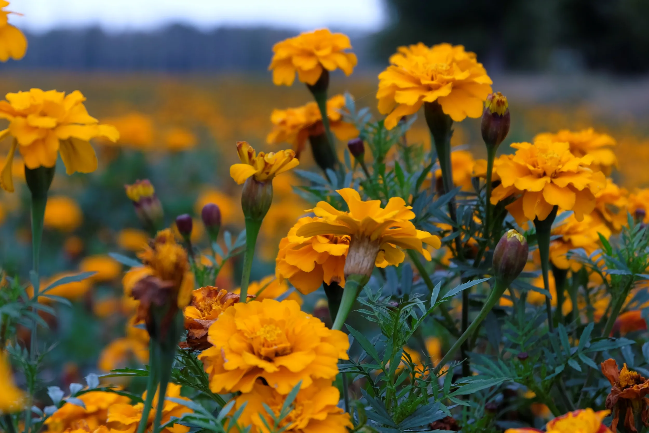tagetes teelt tungelroy