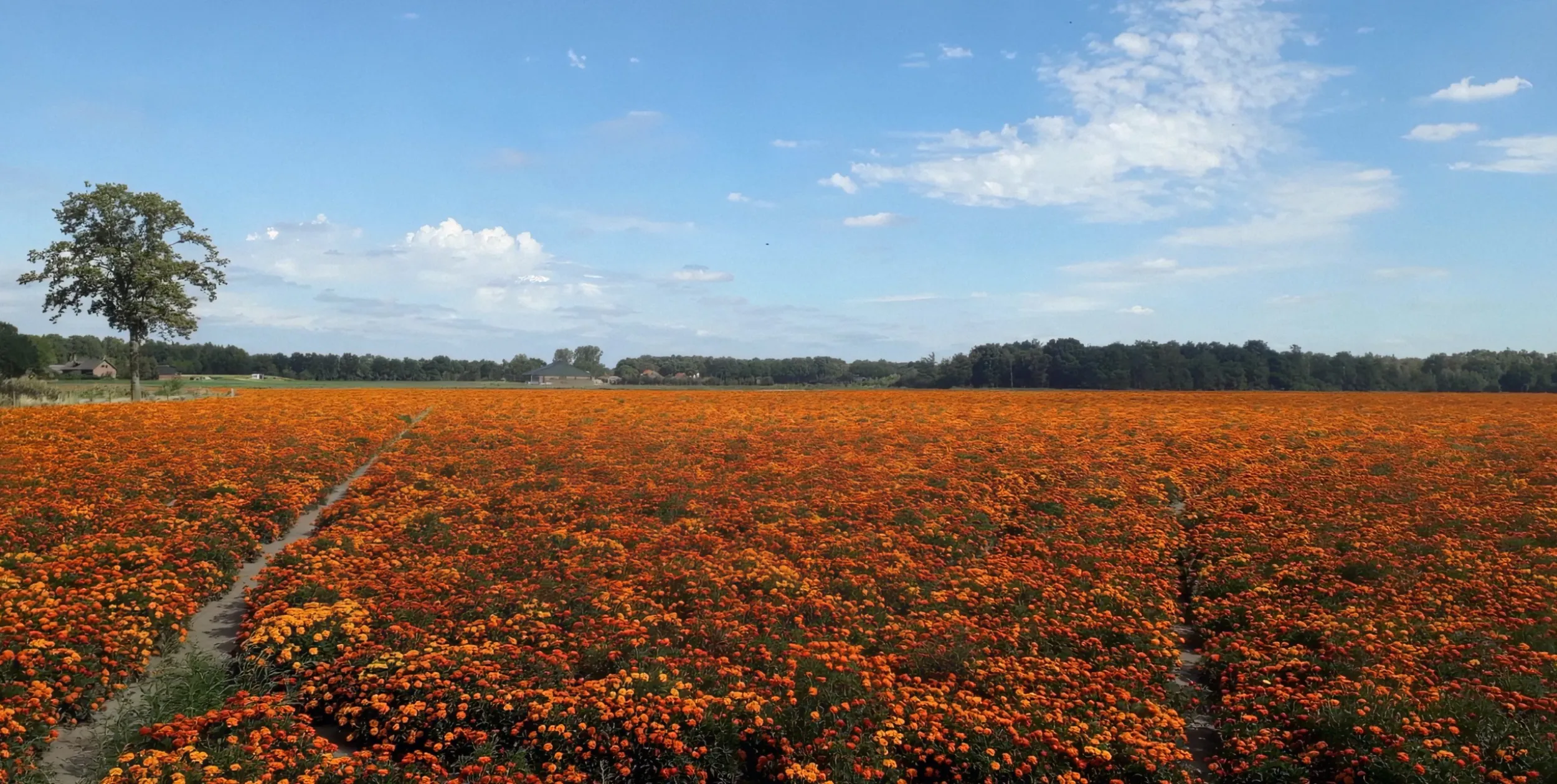 Tagetes