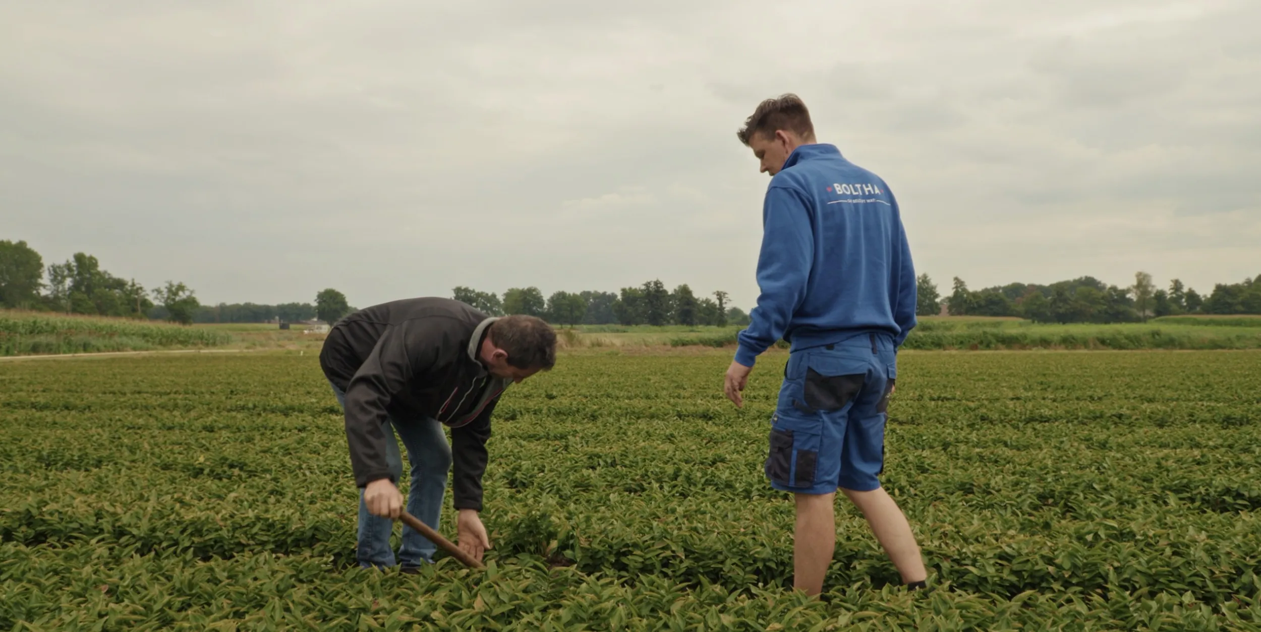 gewassen planten weert