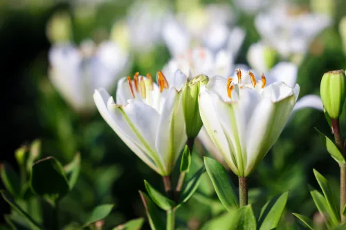lelies bloemen
