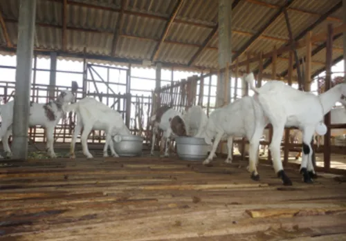 Goat Roaring (Pallithammam)